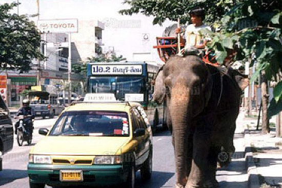 History of elephant in Thailand