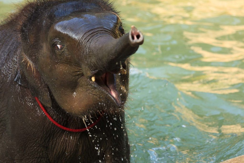 Kok Chang Safari - Elephant caring, bathing
