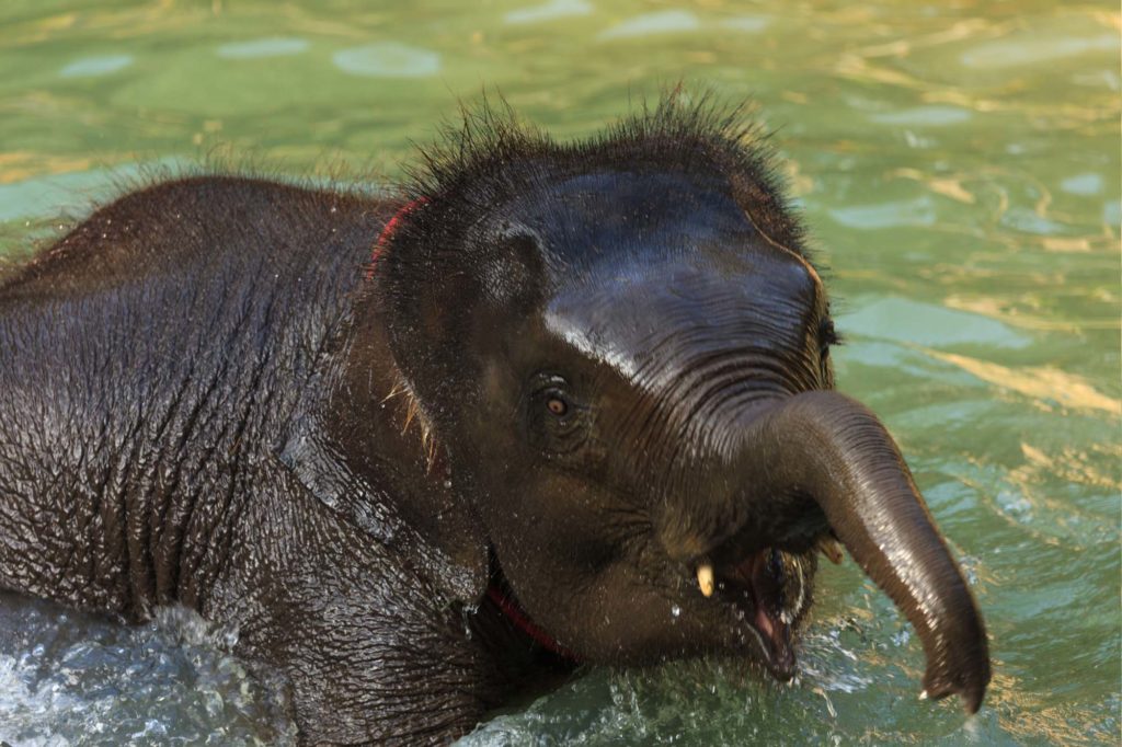 Kok Chang Safari - Elephant caring, bathing