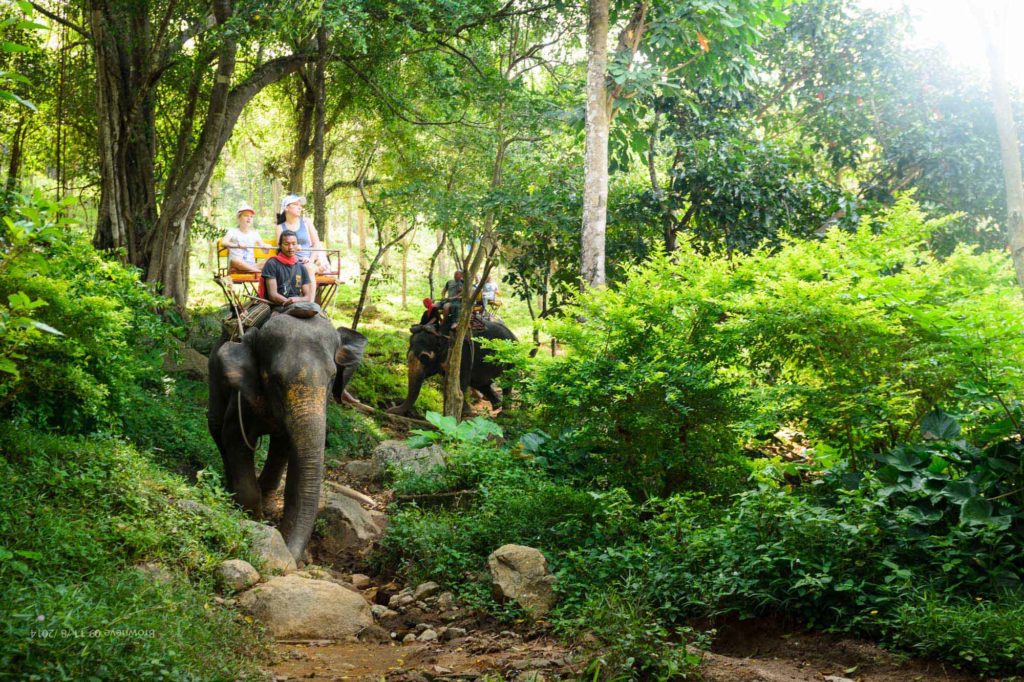 Elephant trekking