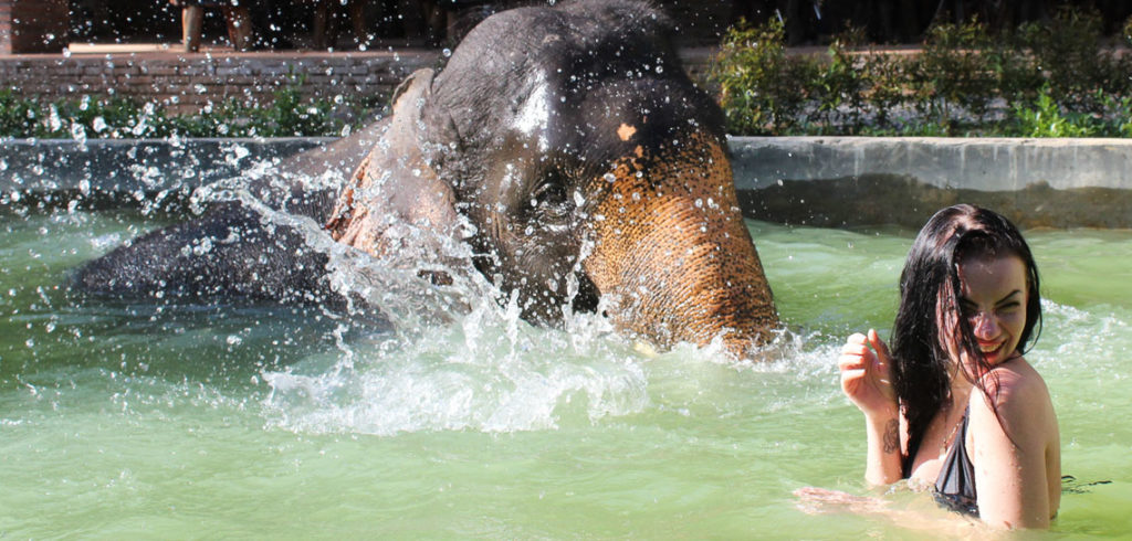 Elephant interactive - Kok Chang Safari