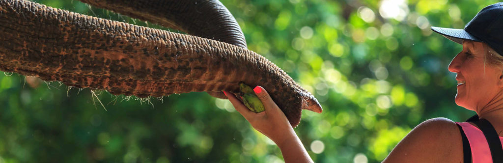 Kok Chang Safari - Elephant caring, bathing